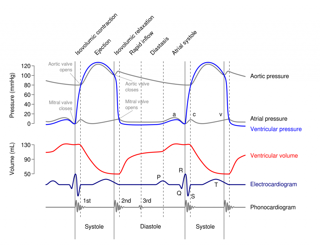 2000px-Wiggers_Diagram_svg