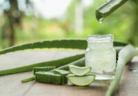 História využívania liečivých účinkov Aloe vera