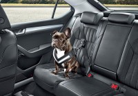 ŠKODA predstavuje príslušenstvo pre cestovanie so štvornohými miláčikmi.