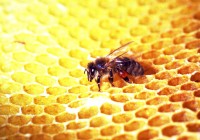 Propolis E.P.I.D. – čo by sme mali vedieť?