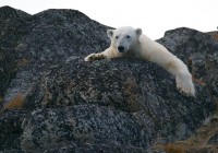 Konferencia o klimatických zmenách priniesla globálnu dohodu.