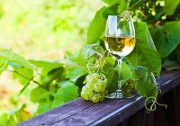 Muškát Ottonel oceňujú aj v USA. V čom je výnimočný?