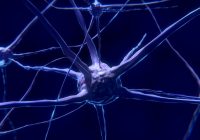 Modelová štúdia kmeňových buniek z pupočnej šnúry