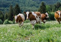 Ako sa rodí horské mlieko