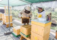 Bratislava sa môže pochváliť prvým včelím hotelom
