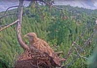 Český startup spúšťa galériu živých video streamov