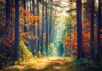 Príroda ponúka množstvo materiálov, ktoré využijete pri stavbe domu